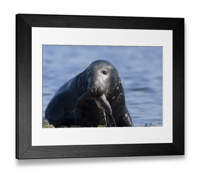 Framed Print : Grey Seal Halichoerus gryphus bull with freshly caught Cod Shetland summer