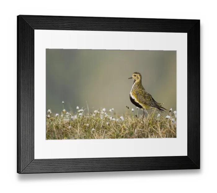 Framed Print : Golden Plover Pluvialis apricaria breeding on bog Shetland June Framed Print : Golden Plover Pluvialis apricaria breeding on bog Shetland June