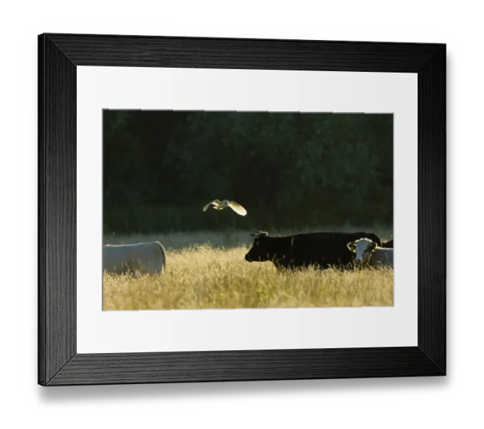 Framed Print : Barn Owl, Tyto alba, hunting over grazing marshes, Cley North Norfolk, summer Framed Print : Barn Owl, Tyto alba, hunting over grazing marshes, Cley North Norfolk, summer