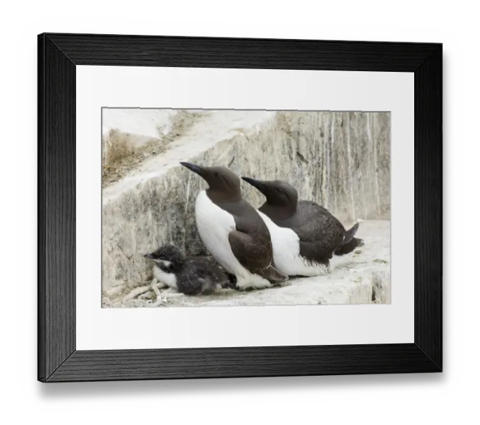 Framed Print : Guillemot Uria aalge pair with chick in breeding colony Inner Farne Farne Islands Framed Print : Guillemot Uria aalge pair with chick in breeding colony Inner Farne Farne Islands