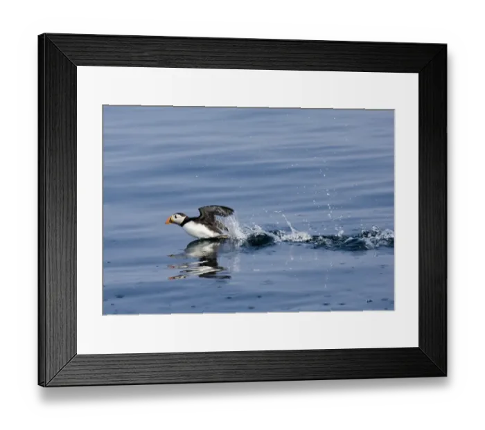 Framed Print : Puffin Fratercula artica taking off from sea UK summer Framed Print : Puffin Fratercula artica taking off from sea UK summer