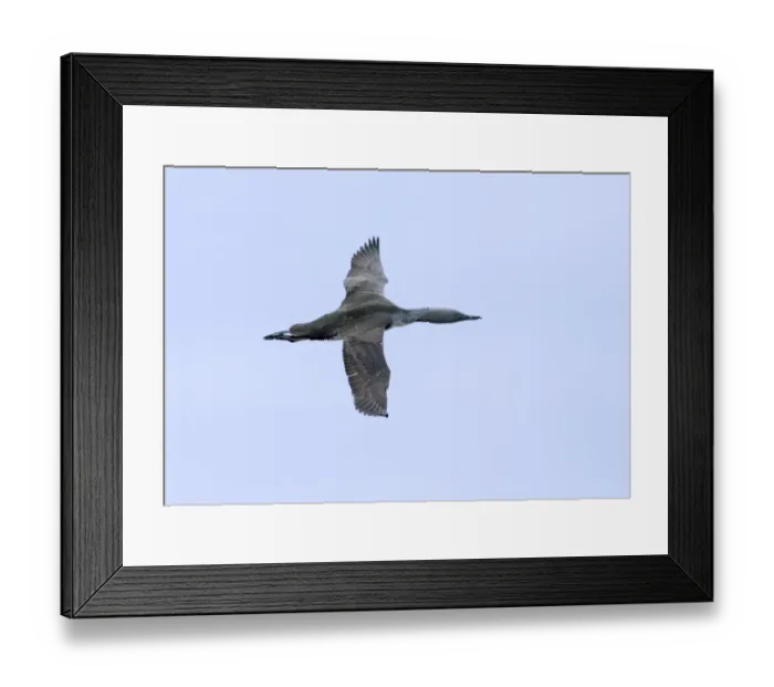 Framed Print : Red-throated Diver gavia stellata in flight summer Shetland