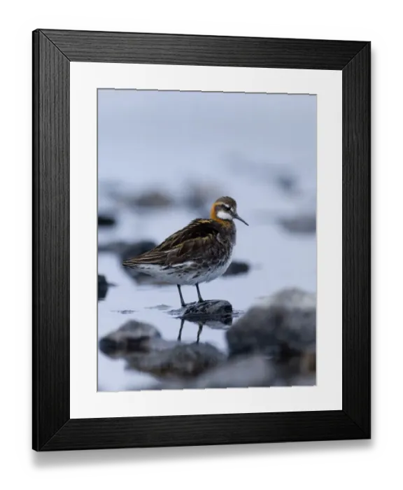 Framed Print : Red-necked Phalarope male Loch Funzie Fetlar Shetland June Framed Print : Red-necked Phalarope male Loch Funzie Fetlar Shetland June
