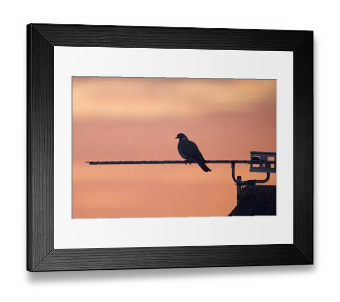 Framed Print : Wood Pigeon Columba palumbus silhouetted on tv aerial at dusk UK