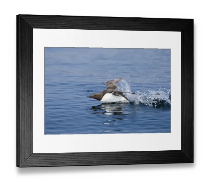 Framed Print : Guilemot Uria aalge taking off from water UK summer Framed Print : Guilemot Uria aalge taking off from water UK summer