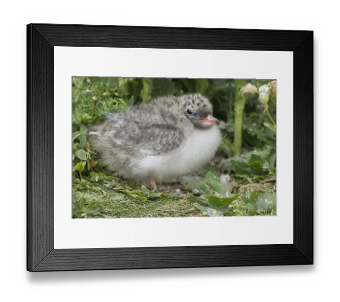 Framed Print : Arctic Tern Sterna paradisaea fledgling Inner Farne Northumberland Framed Print : Arctic Tern Sterna paradisaea fledgling Inner Farne Northumberland