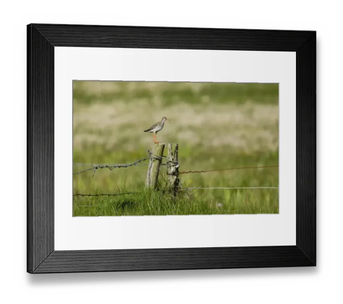 Framed Print : Redshank Tringa totanus alarm calling from post close to nest Shetland summer Framed Print : Redshank Tringa totanus alarm calling from post close to nest Shetland summer