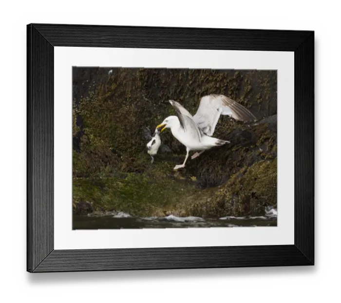 Framed Print : Herring Gull with Guilemot chick Inner Farne Farne Islands Northumberland summer Framed Print : Herring Gull with Guilemot chick Inner Farne Farne Islands Northumberland summer