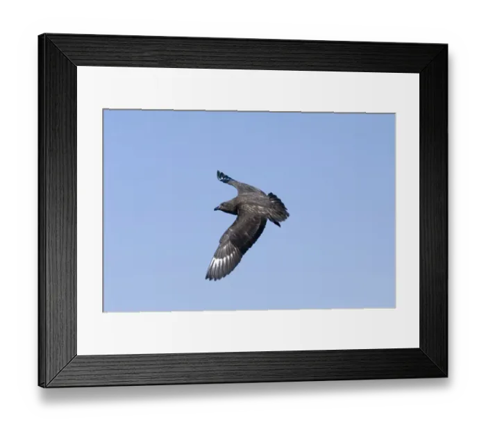 Framed Print : Great Skua Stercorarius skua Shetland summer Framed Print : Great Skua Stercorarius skua Shetland summer