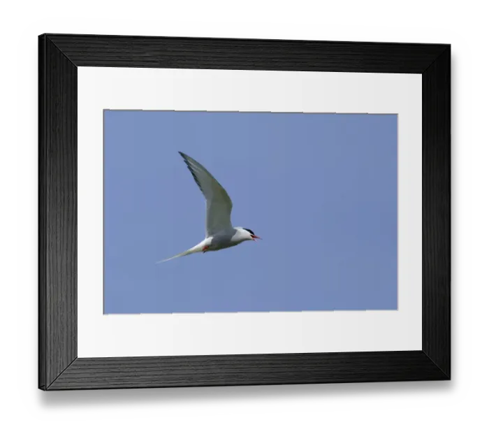 Framed Print : Montagus Harrier circus pygargus male migrating through Caucusus Mountains in Georgia Framed Print : Montagus Harrier circus pygargus male migrating through Caucusus Mountains in Georgia