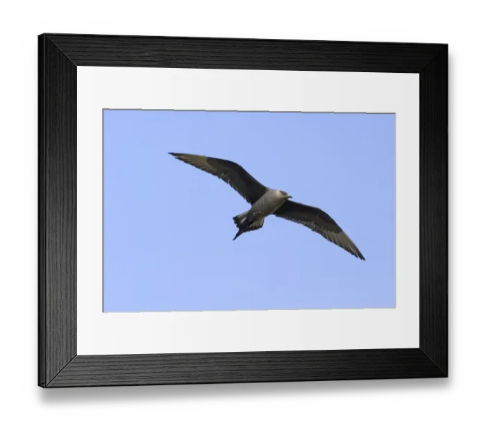 Framed Print : Arctic Skua Stercorarius parasiticus dark morph Mousa Shetland spring