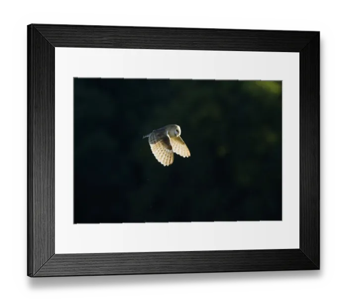 Framed Print : Barn Owl Tyto alba hunting over grazing marshes on a summers evening Cley North Norfolk Framed Print : Barn Owl Tyto alba hunting over grazing marshes on a summers evening Cley North Norfolk