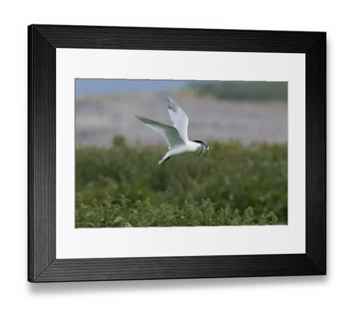 Framed Print : Sandwich Tern Sterna sandvicensis with sand eels Northumberland summer Framed Print : Sandwich Tern Sterna sandvicensis with sand eels Northumberland summer