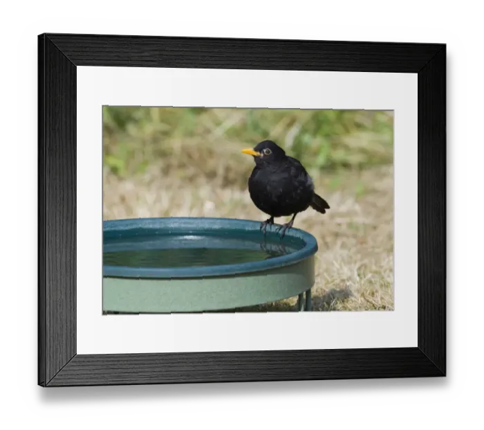 Framed Print : Blackbird Turdus merula at bird bath in garden Norfolk July Framed Print : Blackbird Turdus merula at bird bath in garden Norfolk July