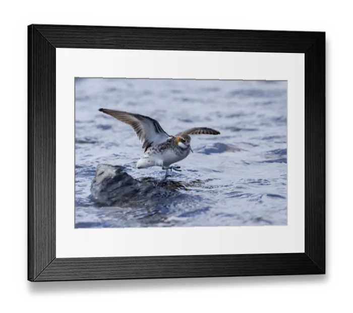Framed Print : Red-necked Phalarope Phalaropus lobatus male on Loch Funzie Fetlar Shetland June Framed Print : Red-necked Phalarope Phalaropus lobatus male on Loch Funzie Fetlar Shetland June