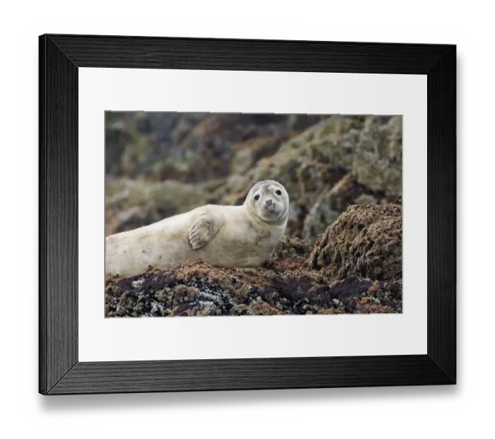 Framed Print : Common Seal pup Phoca vitulina Northumberland June Framed Print : Common Seal pup Phoca vitulina Northumberland June