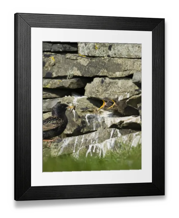Framed Print : Starling Sturnus vulgarus feeding fledglings in nest in dry stone wall Shetland spring Framed Print : Starling Sturnus vulgarus feeding fledglings in nest in dry stone wall Shetland spring