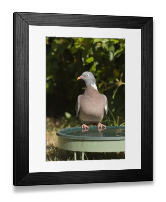 Framed Print : Wood Pigeon Columba palumbus at bird bath in garden Norfolk UK summer Framed Print : Wood Pigeon Columba palumbus at bird bath in garden Norfolk UK summer