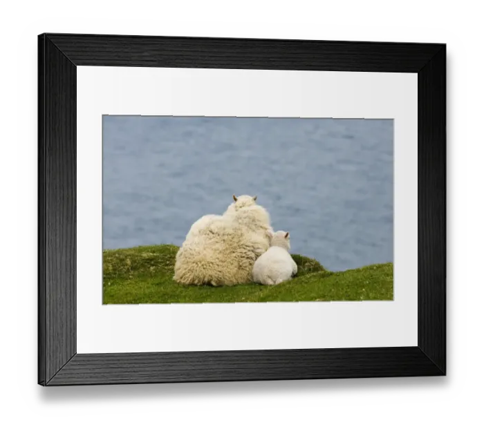 Framed Print : Sheep ewe and lamb on cliff top looking out to sea Shetland Scotland June Framed Print : Sheep ewe and lamb on cliff top looking out to sea Shetland Scotland June