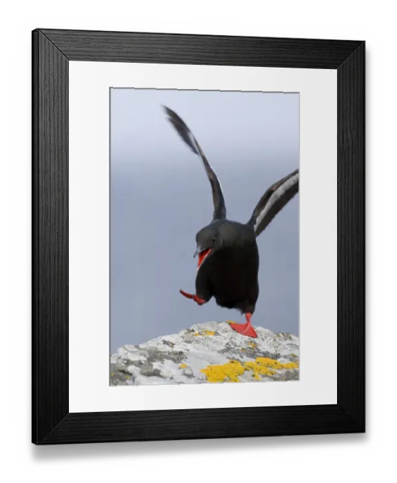 Framed Print : Black Guilemot Cepphus grylle in display Mousa Shetland summer Framed Print : Black Guilemot Cepphus grylle in display Mousa Shetland summer
