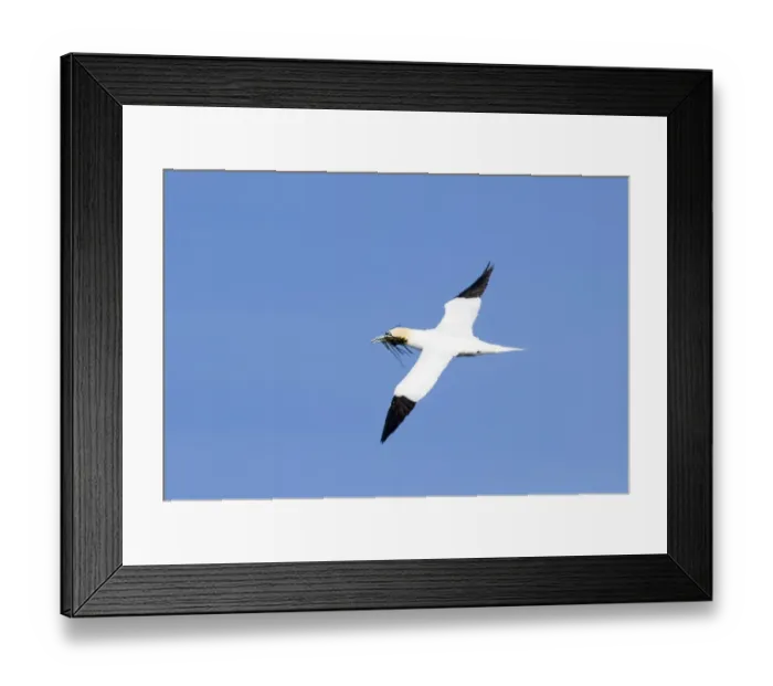 Framed Print : Gannet Sula bassana carrying nesting material Noss Shetland summer Framed Print : Gannet Sula bassana carrying nesting material Noss Shetland summer