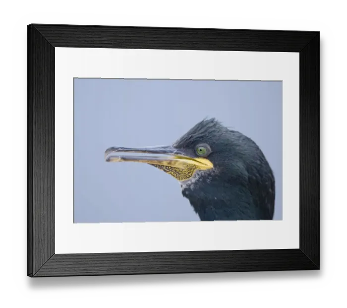 Framed Print : Shag Phalacrocorax aristotelis Staple Island Farne Islands Northumberland July Framed Print : Shag Phalacrocorax aristotelis Staple Island Farne Islands Northumberland July