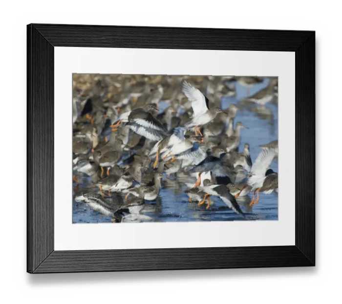 Framed Print : Redshank Tringa totanus leaving roost at Snettisham RSPB Reserve The Wash North Norfolk Framed Print : Redshank Tringa totanus leaving roost at Snettisham RSPB Reserve The Wash North Norfolk