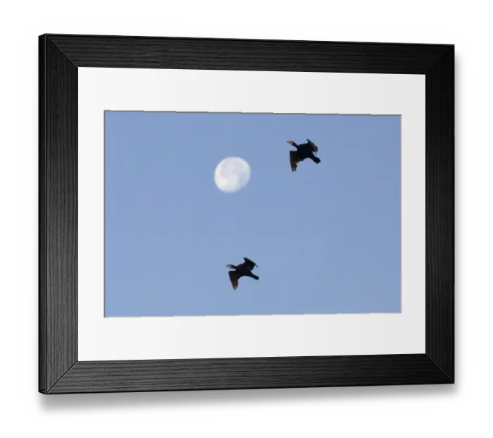Framed Print : Cormorants Phalacrocorax carbo and full moon Snettisham RSPB Reserve North Norfolk September NOTE Framed Print : Cormorants Phalacrocorax carbo and full moon Snettisham RSPB Reserve North Norfolk September NOTE