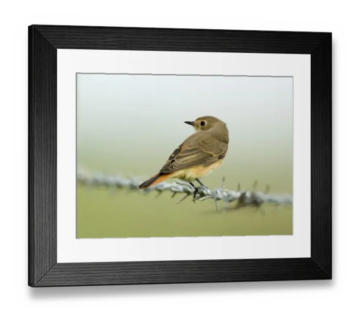 Framed Print : Redstart Phoenicurus phoenicurus autumn migrant North Norfolk September Framed Print : Redstart Phoenicurus phoenicurus autumn migrant North Norfolk September