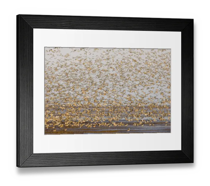 Framed Print : Knot Calidris canutus at Snettisham RSPB Reserve in the Wash North Norfolk September Framed Print : Knot Calidris canutus at Snettisham RSPB Reserve in the Wash North Norfolk September