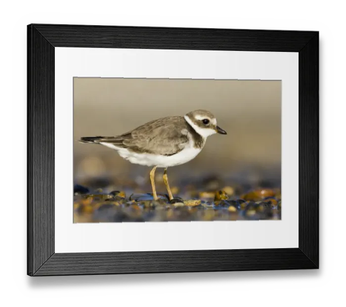 Framed Print : Ringed Plover Charadrius hiaticula juvenile September Salthouse North Norfolk Framed Print : Ringed Plover Charadrius hiaticula juvenile September Salthouse North Norfolk