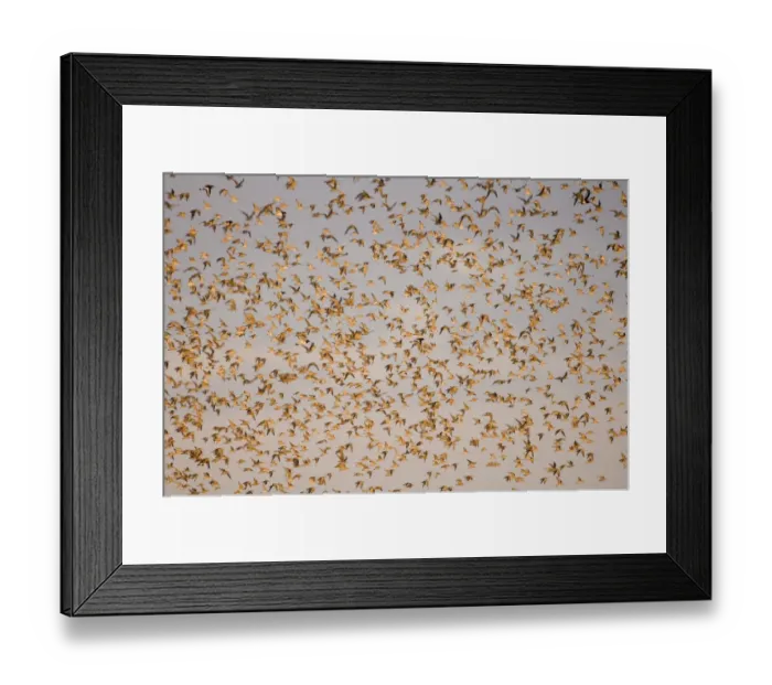 Framed Print : Knot Calidris canutus at Snettisham RSPB Reserve in the Wash North Norfolk September Framed Print : Knot Calidris canutus at Snettisham RSPB Reserve in the Wash North Norfolk September