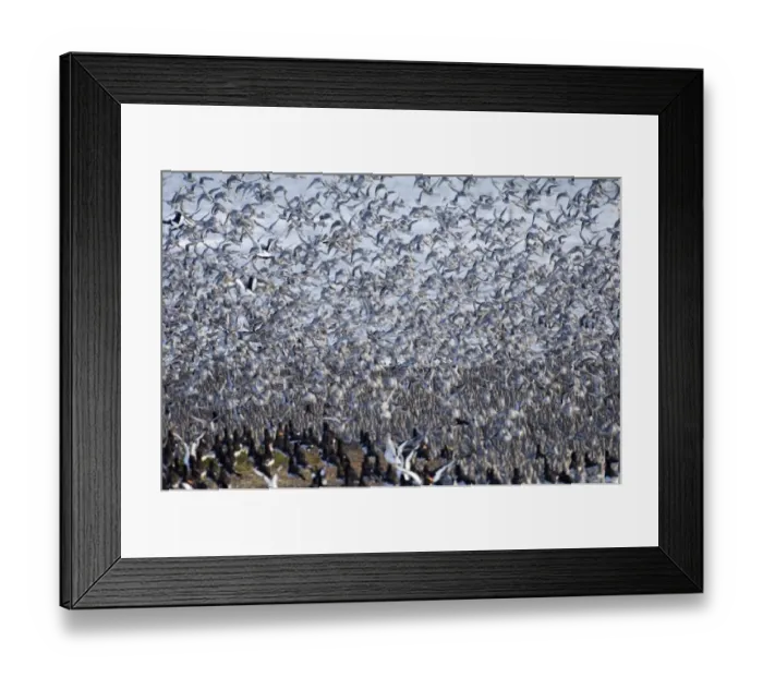 Framed Print : Knot Calidris canutus at high tide roost on Snettisham RSPB Reserve in the Wash Framed Print : Knot Calidris canutus at high tide roost on Snettisham RSPB Reserve in the Wash