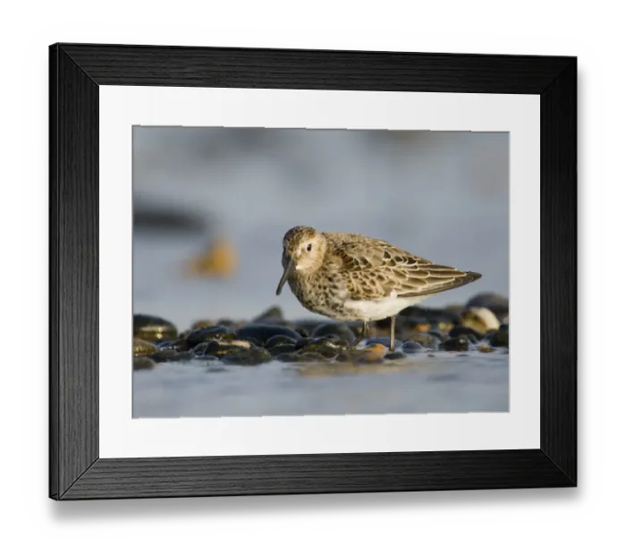 Framed Print : Dunlin Calidris alpina Snettisham Norfolk September Framed Print : Dunlin Calidris alpina Snettisham Norfolk September