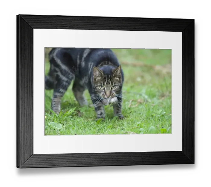 Framed Print : Domestic tabby cat with mouse UK Framed Print : Domestic tabby cat with mouse UK