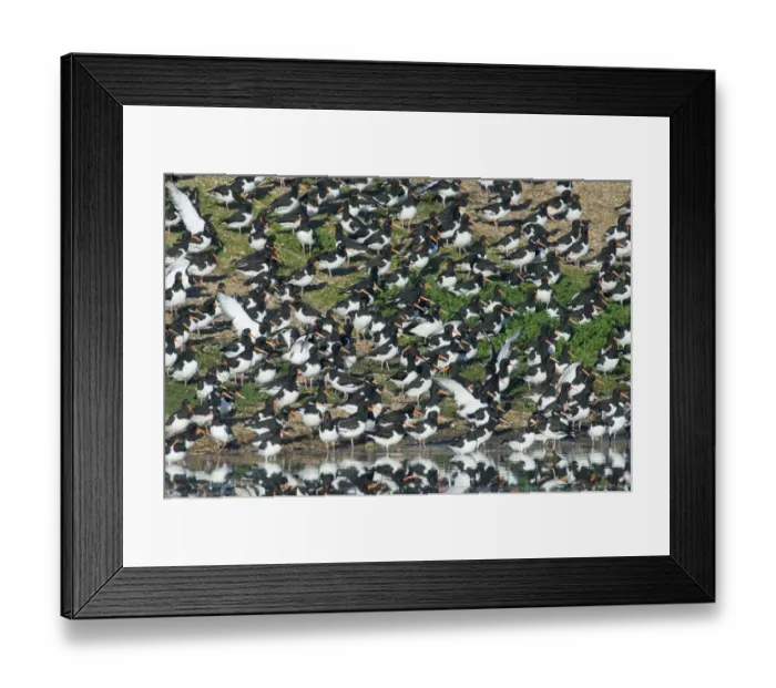 Framed Print : Oystercatchers Haematopus ostralegus roosting on gravel pit at Snettisham RSPB Reserve Framed Print : Oystercatchers Haematopus ostralegus roosting on gravel pit at Snettisham RSPB Reserve
