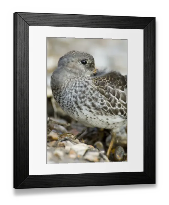 Framed Print : Purple Sandpiper Calidris maritima juvenile September North Norfolk Framed Print : Purple Sandpiper Calidris maritima juvenile September North Norfolk