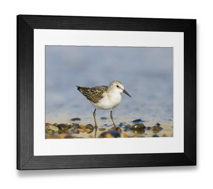 Framed Print : Little Stint Calidris minuta juvenile Salthouse North Norfolk September Framed Print : Little Stint Calidris minuta juvenile Salthouse North Norfolk September
