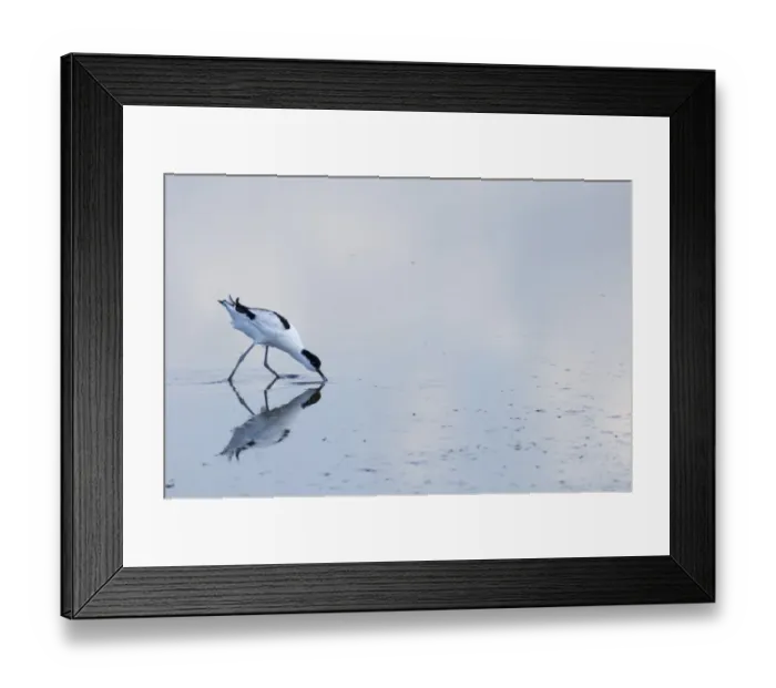 Framed Print : Avocet Recurvirostra avosetta feeding Titchwell RSPB North Norfolk Res August Framed Print : Avocet Recurvirostra avosetta feeding Titchwell RSPB North Norfolk Res August