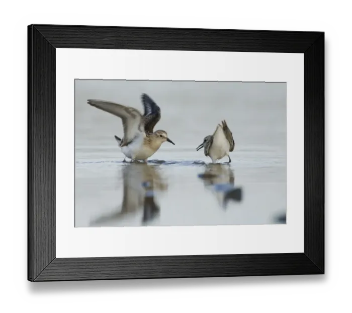 Framed Print : Little Stints Calidris minuta juveniles squabbling Salthouse North Norfolk September Framed Print : Little Stints Calidris minuta juveniles squabbling Salthouse North Norfolk September