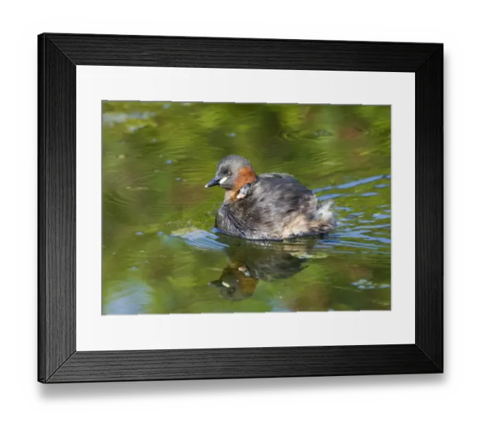 Framed Print : Little Grebe Tachybaptus ruficollis carrying chick Cley Norfolk august Framed Print : Little Grebe Tachybaptus ruficollis carrying chick Cley Norfolk august