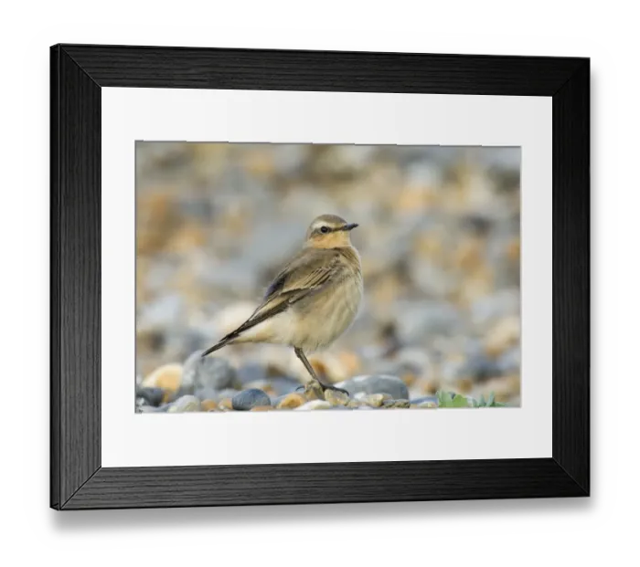 Framed Print : Northern Wheatear Oenanthe oenanthe migrant in winter plumage Salthouse Norfolk UK Framed Print : Northern Wheatear Oenanthe oenanthe migrant in winter plumage Salthouse Norfolk UK