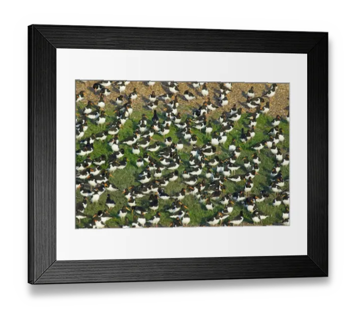 Framed Print : Oystercatcher Haematopus ostralegus roosting on gravel pit at Snettisham RSPB Reserve Framed Print : Oystercatcher Haematopus ostralegus roosting on gravel pit at Snettisham RSPB Reserve