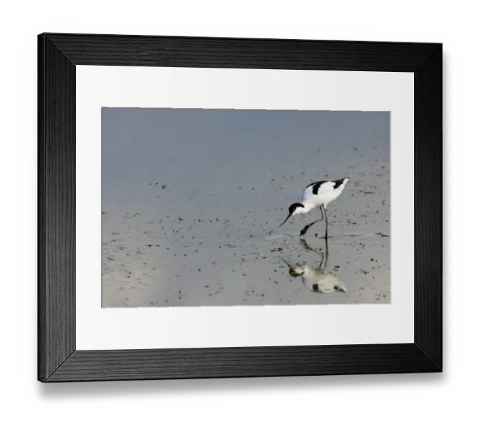 Framed Print : Avocet Recurvirostra avocetta Norfolk summer Framed Print : Avocet Recurvirostra avocetta Norfolk summer