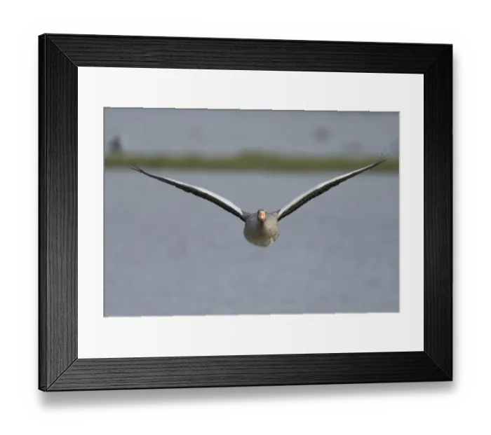 Framed Print : Greylag Goose Anser anser Cley Norfolk August Framed Print : Greylag Goose Anser anser Cley Norfolk August