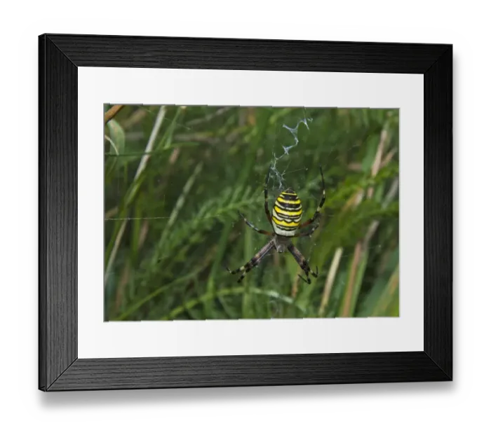 Framed Print : Wasp Spider Kent UK august Framed Print : Wasp Spider Kent UK august