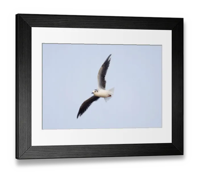 Framed Print : Little Gull Larus minutus adult winter Salthouse Norfolk September Framed Print : Little Gull Larus minutus adult winter Salthouse Norfolk September