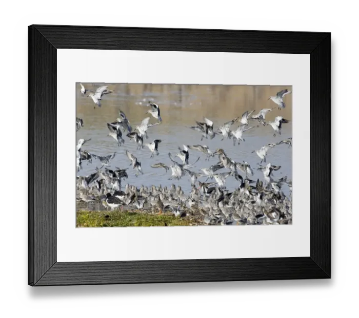 Framed Print : Knot Calidris canutus at Snettisham RSPB Reserve in the Wash North Norfolk September