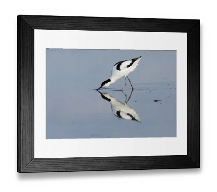 Framed Print : Avocet Recurvirostra avocetta feeding Titchwell RSPB Res Norfolk summer Framed Print : Avocet Recurvirostra avocetta feeding Titchwell RSPB Res Norfolk summer