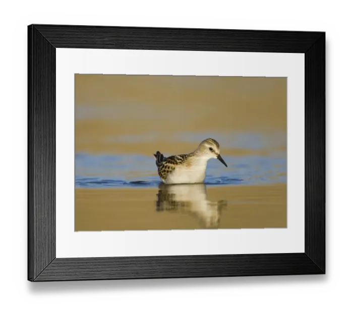 Framed Print : Little Stint Calidris minuta juvenile Norfolk September Framed Print : Little Stint Calidris minuta juvenile Norfolk September